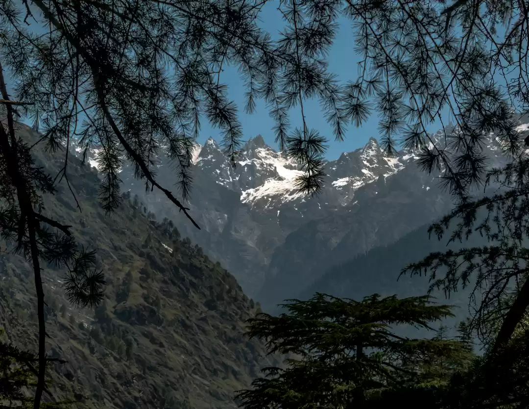 Photo of In the reviving Parv