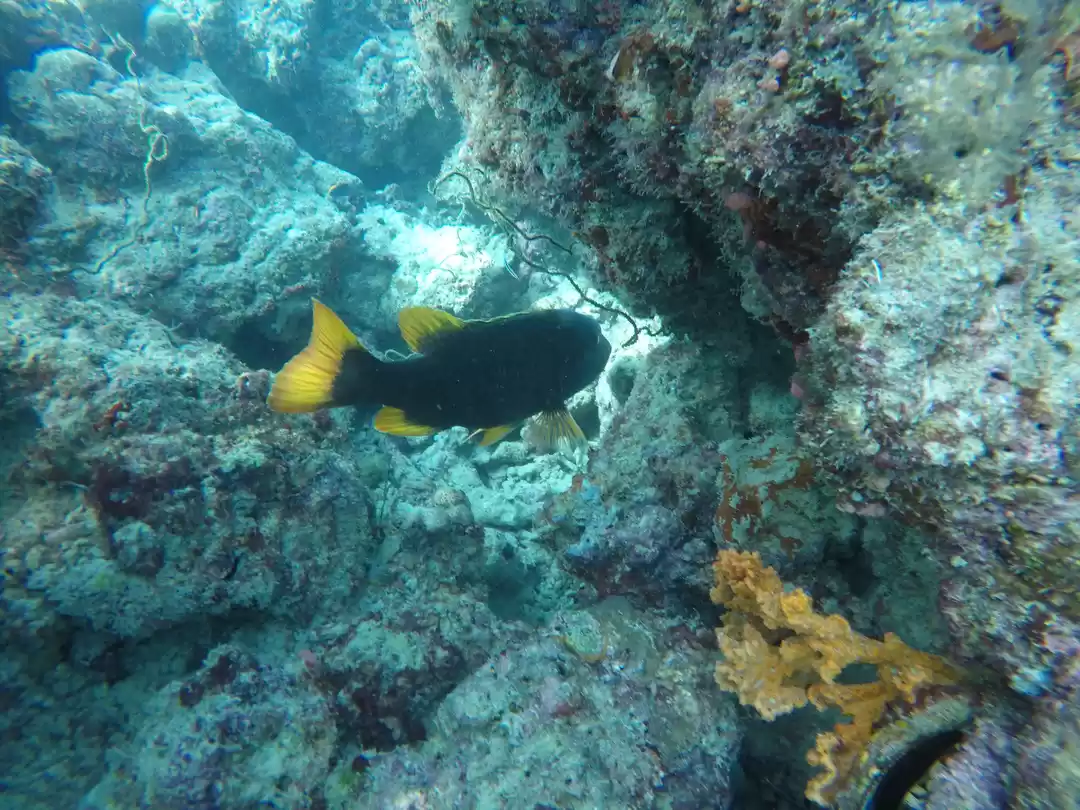 Photo of Scuba! #adventureact