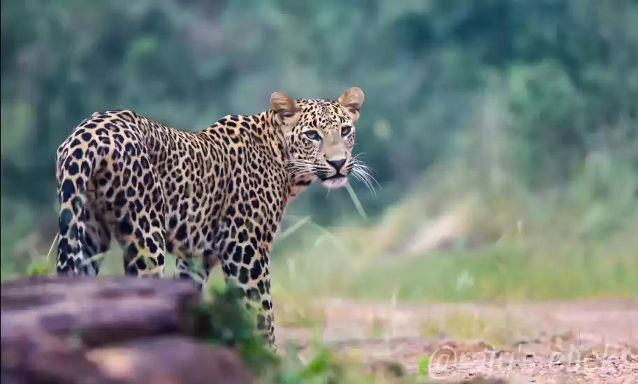 Photo of Panna National Park,