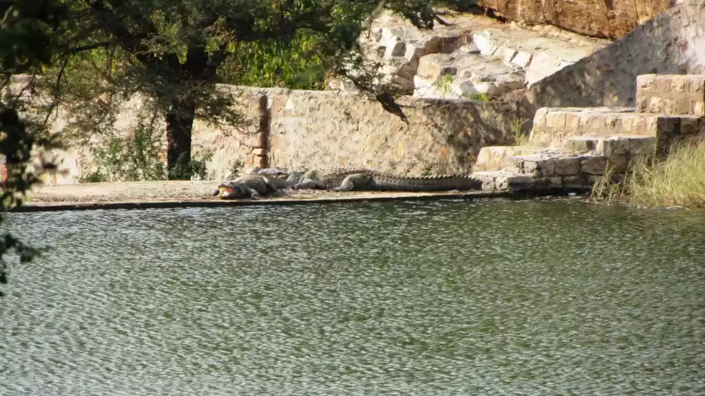 Photo of Ranthambhore Nationa