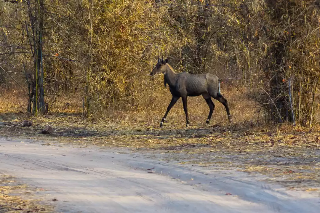 Photo of Trip to Bandhavgarh