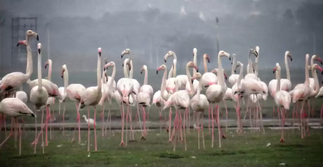 Photo of Bhigwan : The Flamin