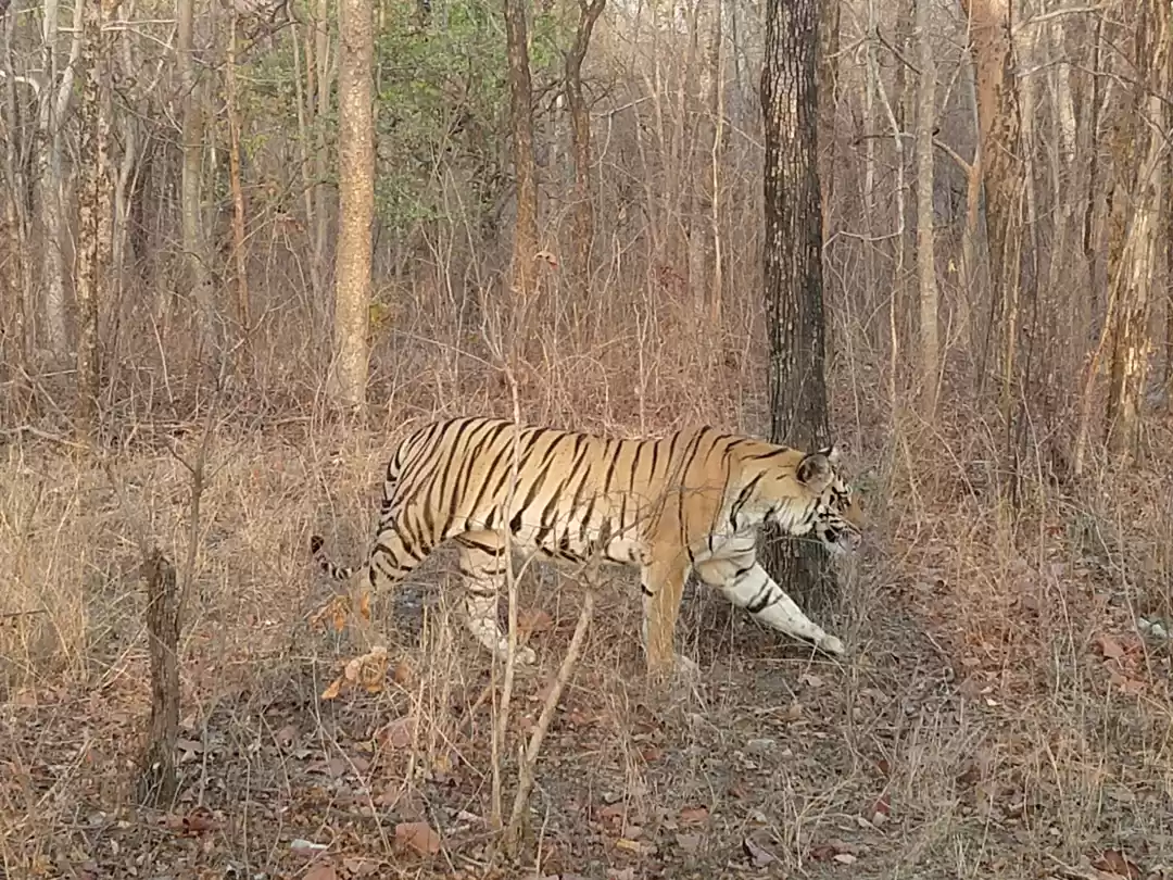 Photo of Jungle Jungle - Our 