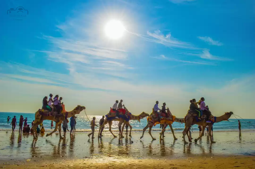 Photo of The camels #BestTrav