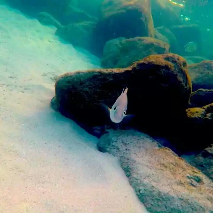 Photo of Underwater Adventure