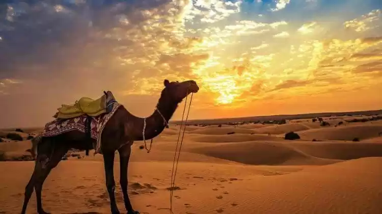 Photo of Visit Rajasthan in 2