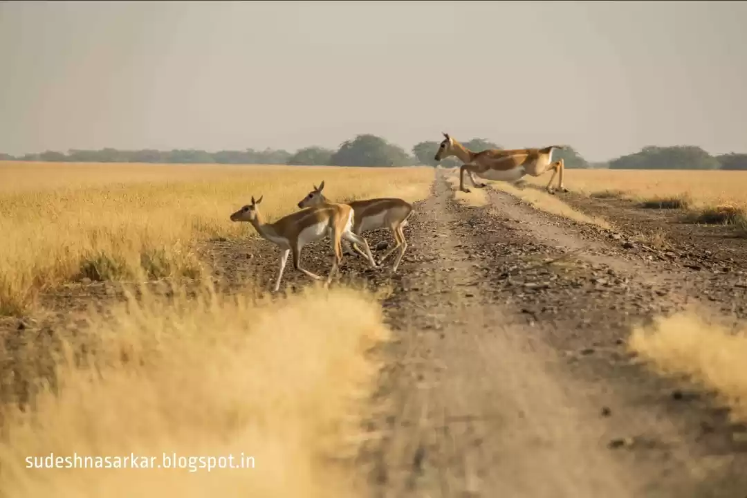 Photo of Blackbuck Sanctuary 