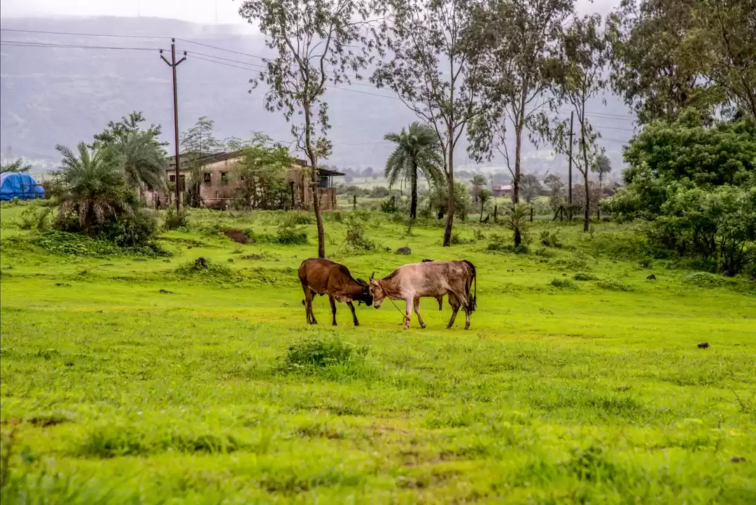 Photo of Love Waterfalls? Vis