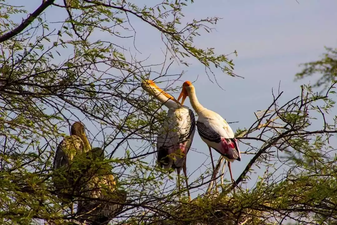 Photo of Visit Keoladeo Natio