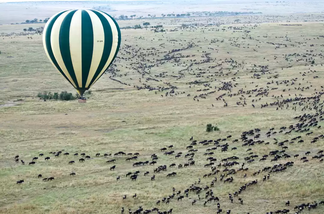 Photo of 6 Animal Migrations 