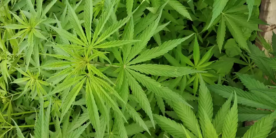 Photo of Chandigarh to waichi