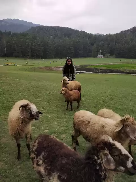 Photo of Dalhousie Dilse