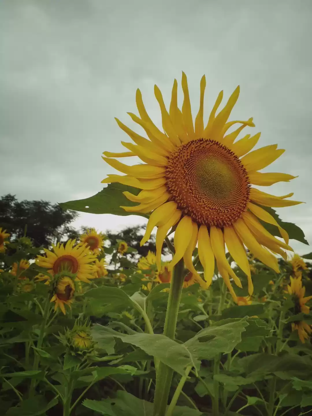 Photo of Enroute to gundlupet