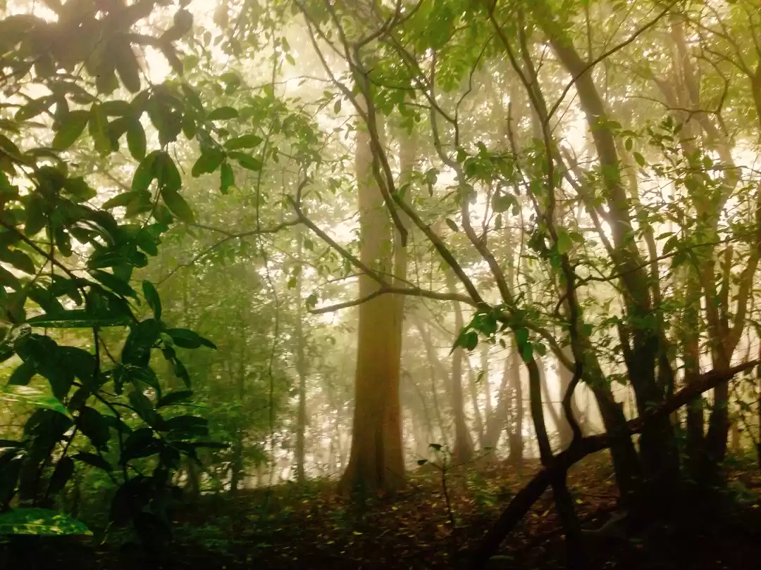 Photo of Andharban An Exotic 