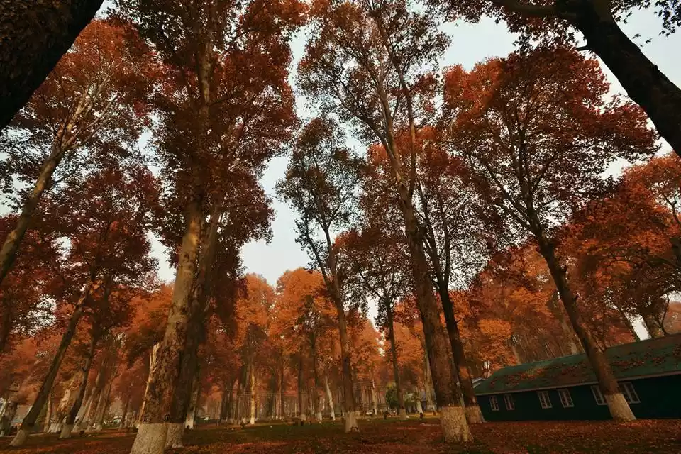 Photo of A Perfect Autumn Wee