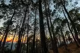 Photo of Blissful Binsar