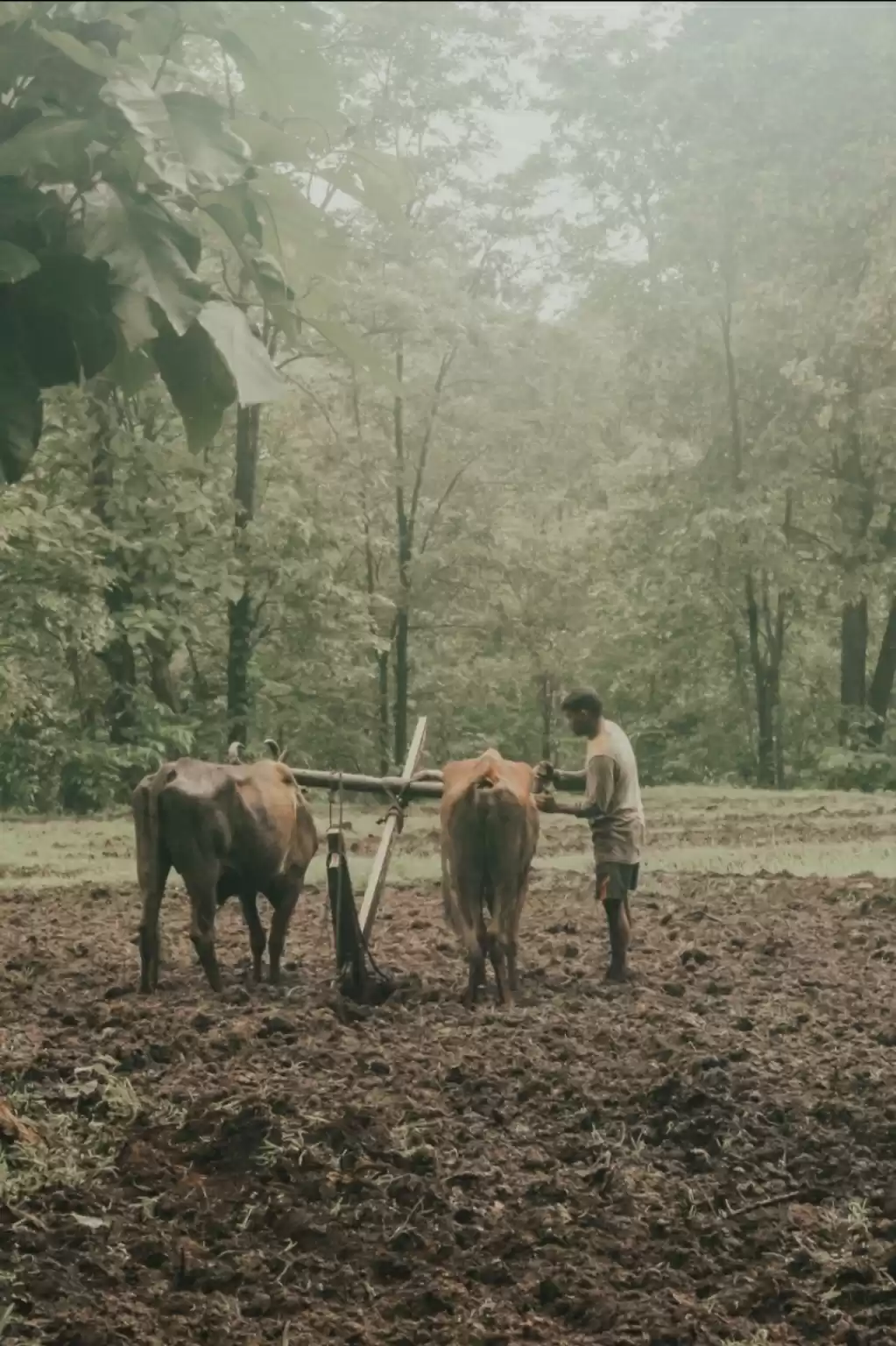 Photo of farming in rural are