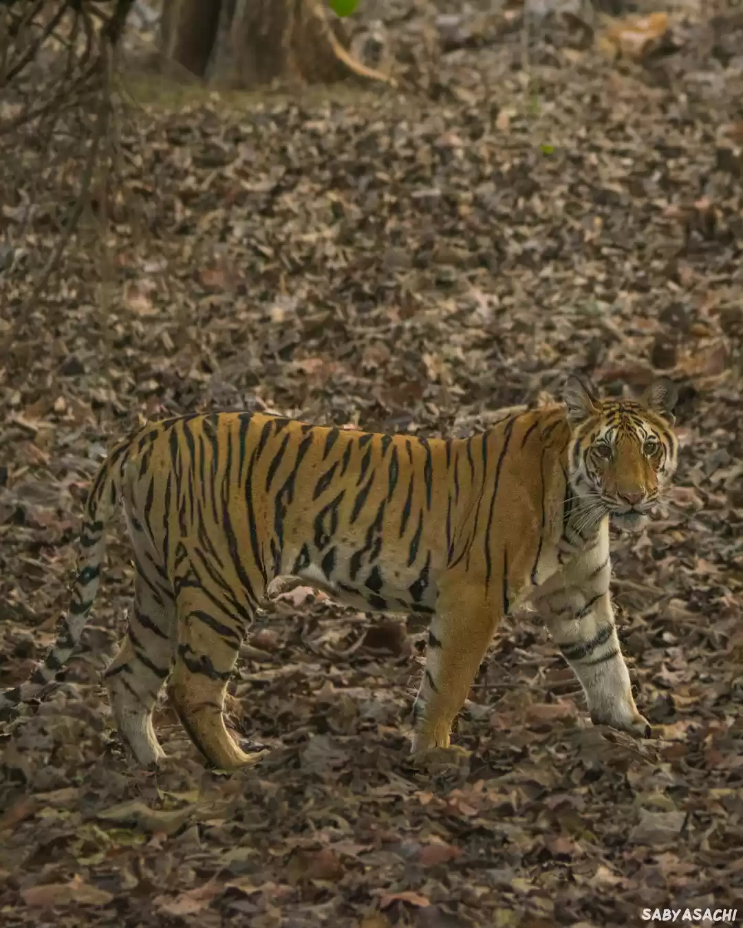 Photo of Tiger