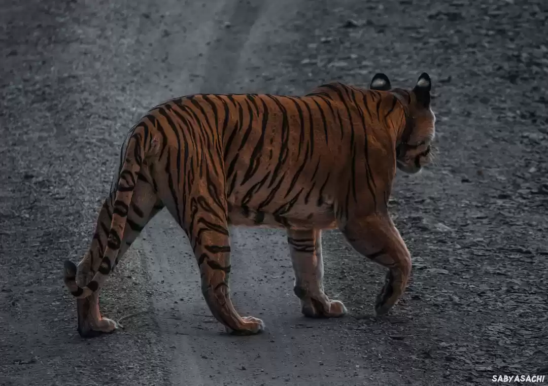 Photo of The Collared Queen