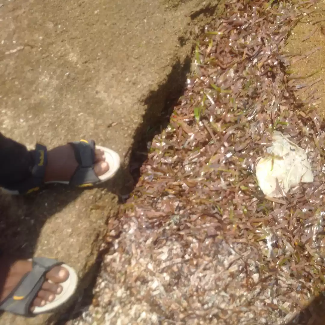 Photo of Gulf of Mannar- Rame