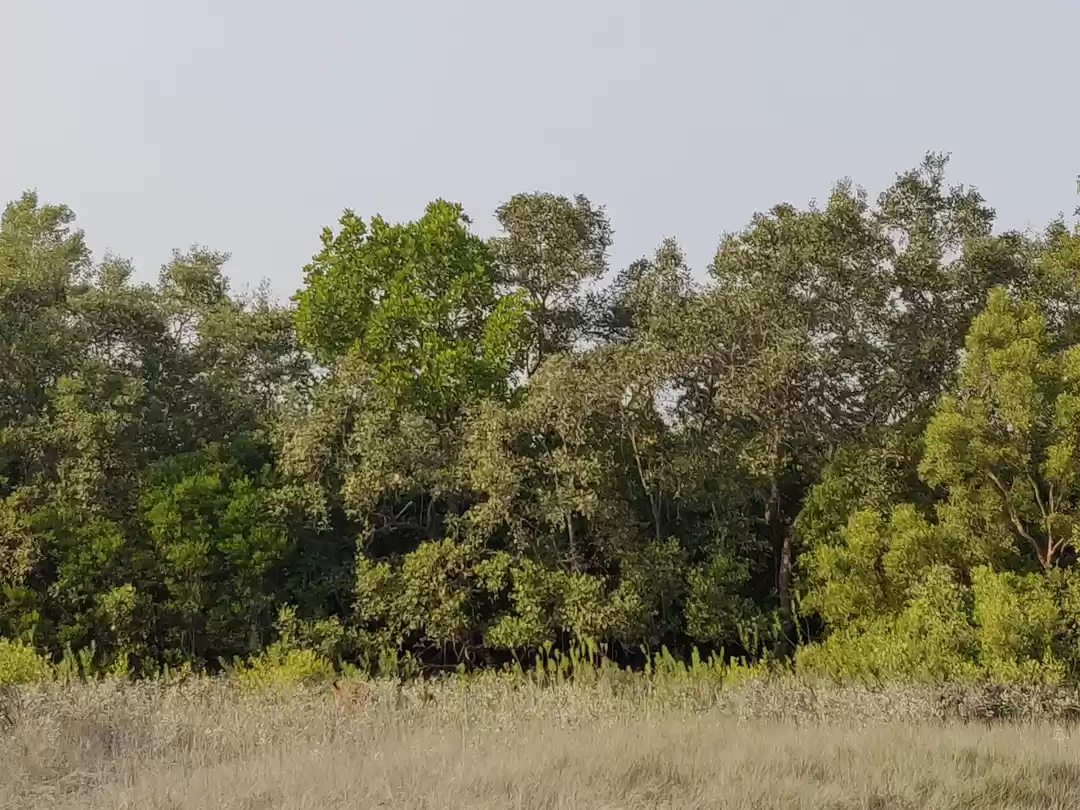 Photo of Sunderbans: an exper