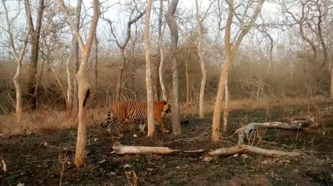 Photo of Tiger Trails in Band