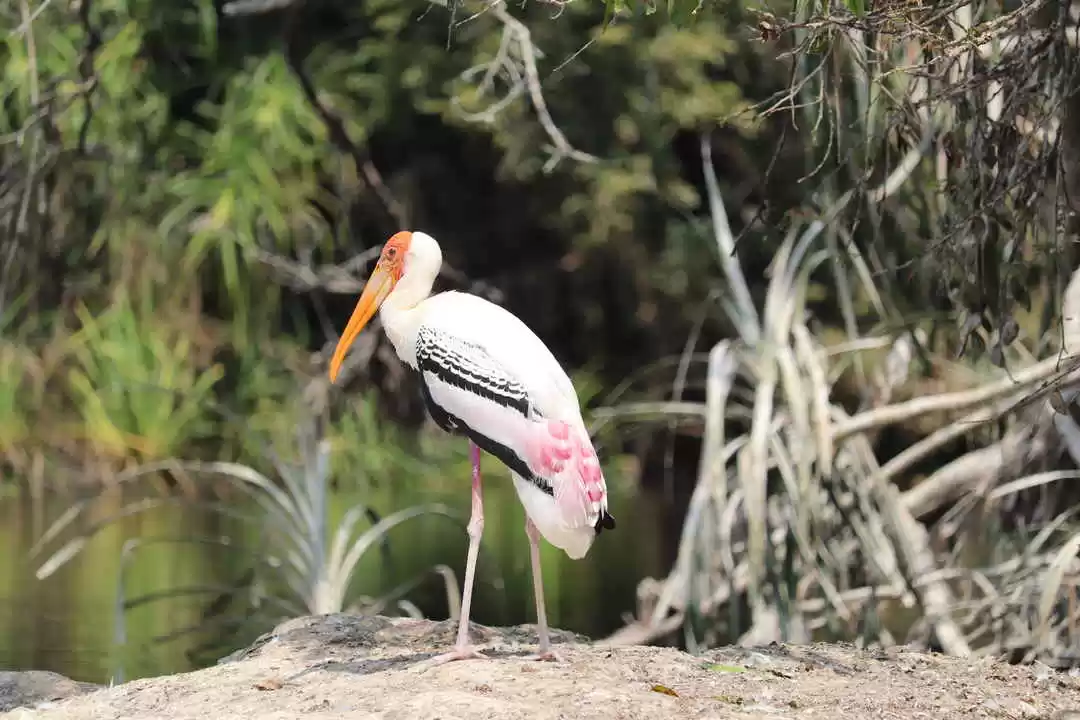 Photo of This Bird Sanctuary 