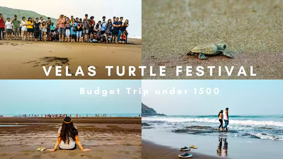 Photo of Velas Turtle Festiva