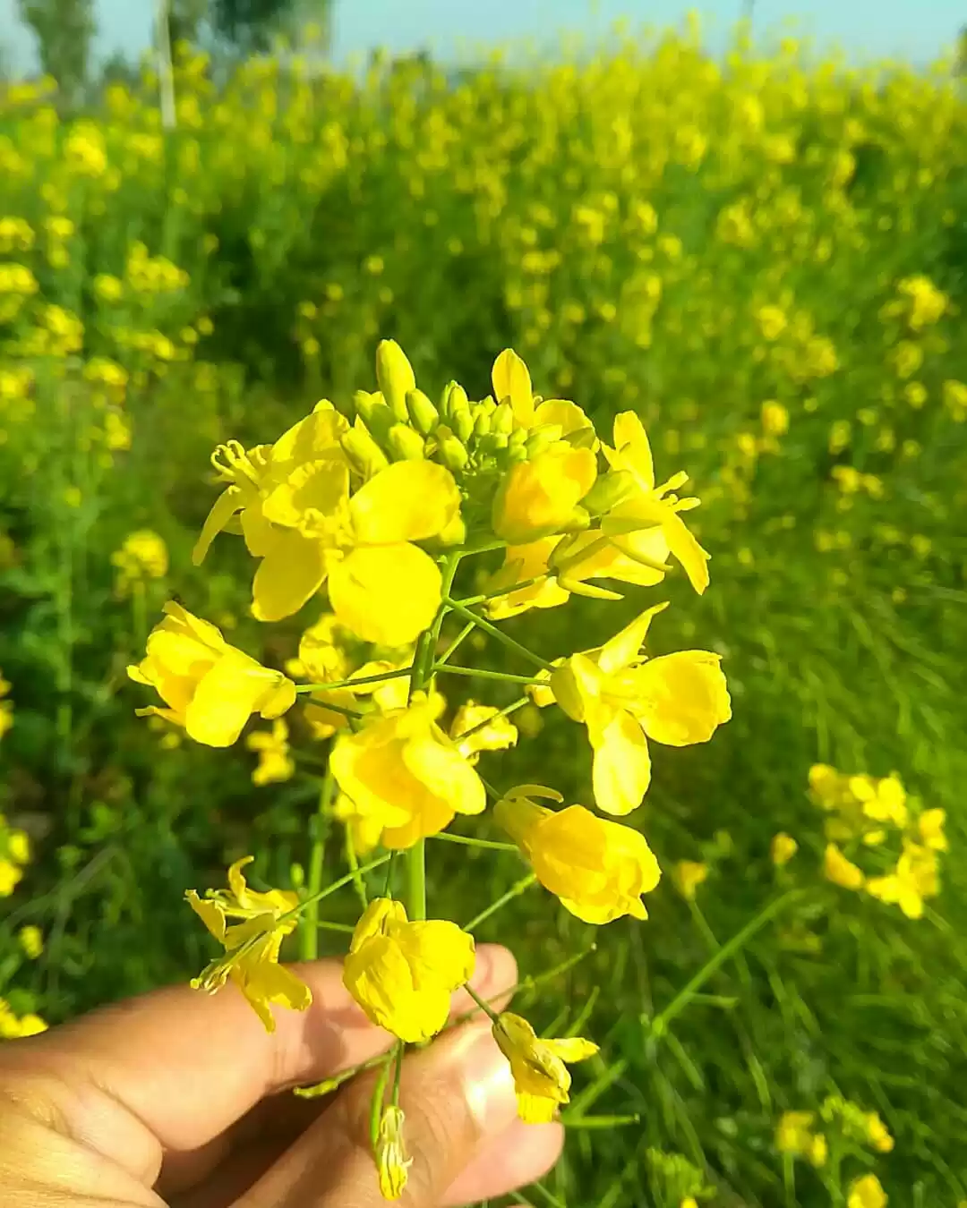 Photo of Punjab Travel