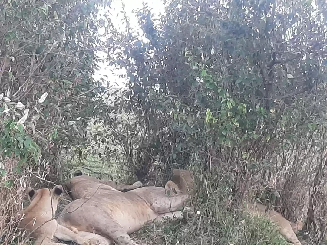 Photo of Adventure in maasai 