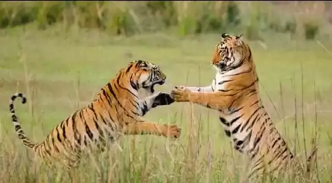 Photo of BANDHAVGARH NATIONAL