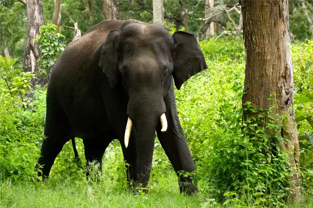 Photo of Lush Green Bandipur