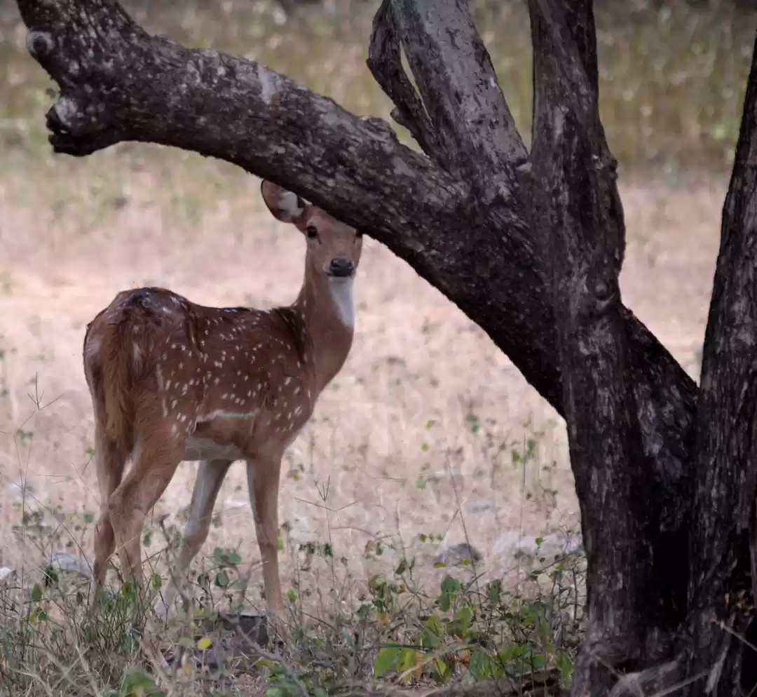 Photo of Ranthambore - Weeken