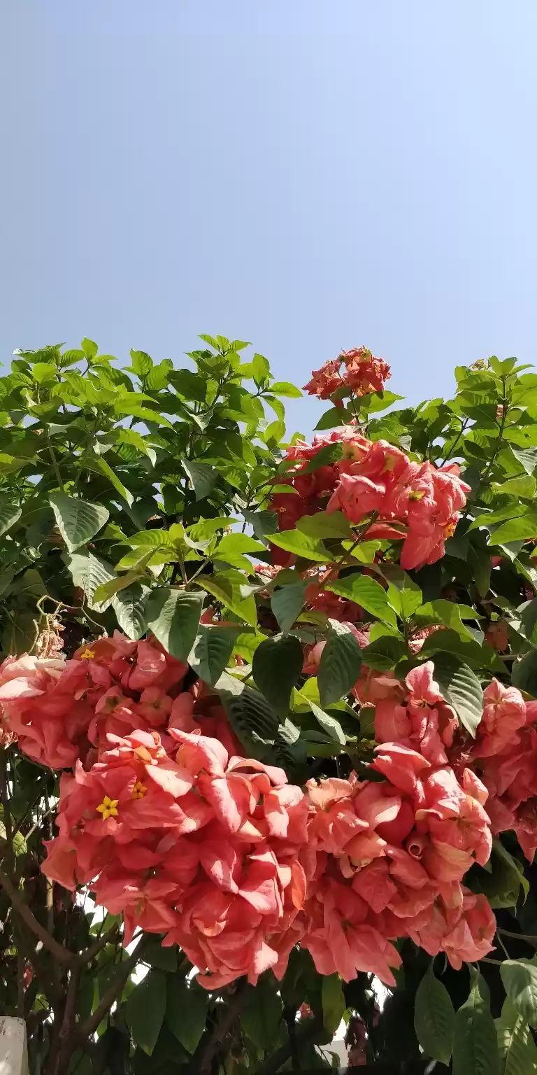 Photo of Trip to Nainital fro