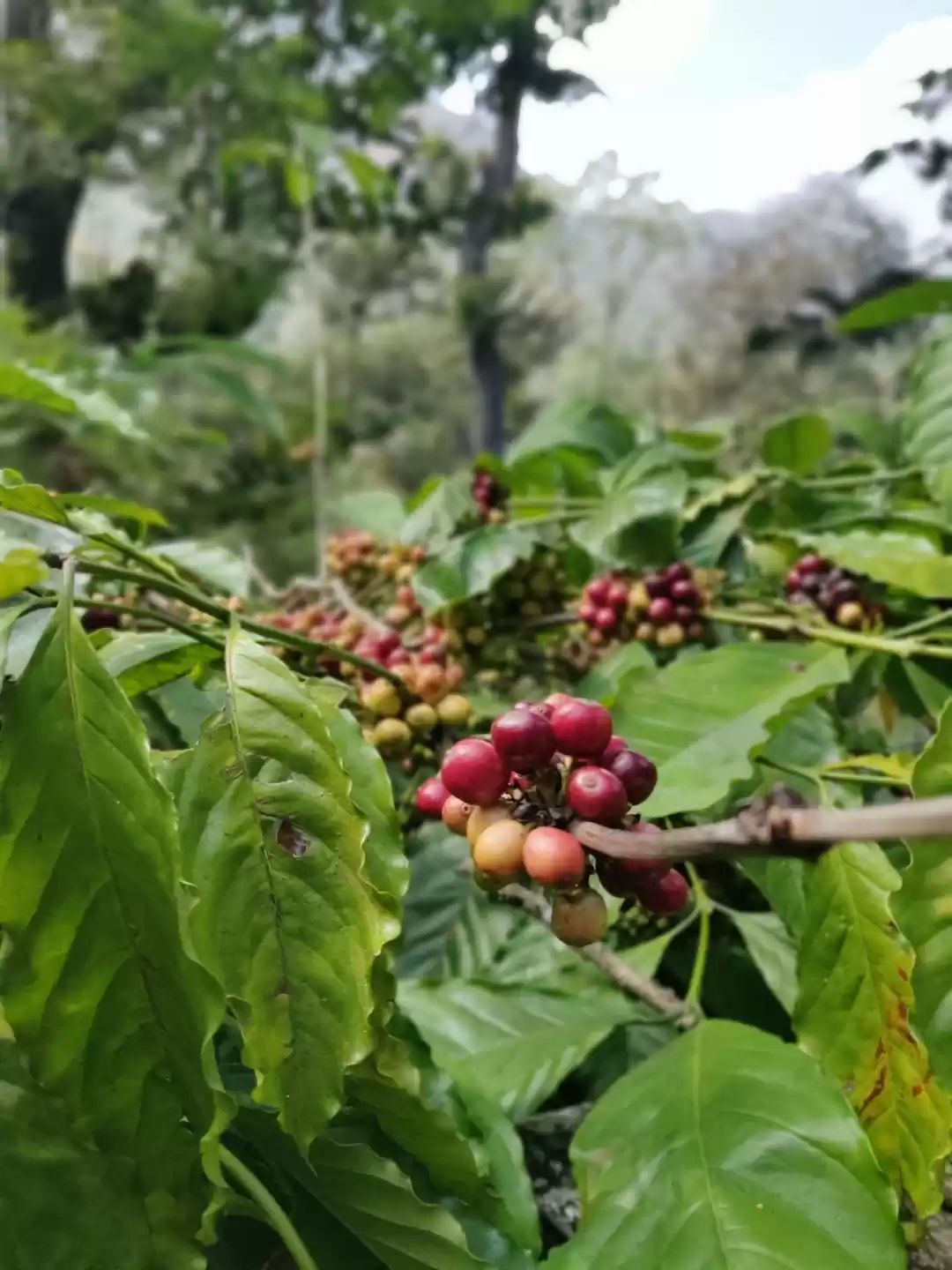 Photo of A mildly disappointi