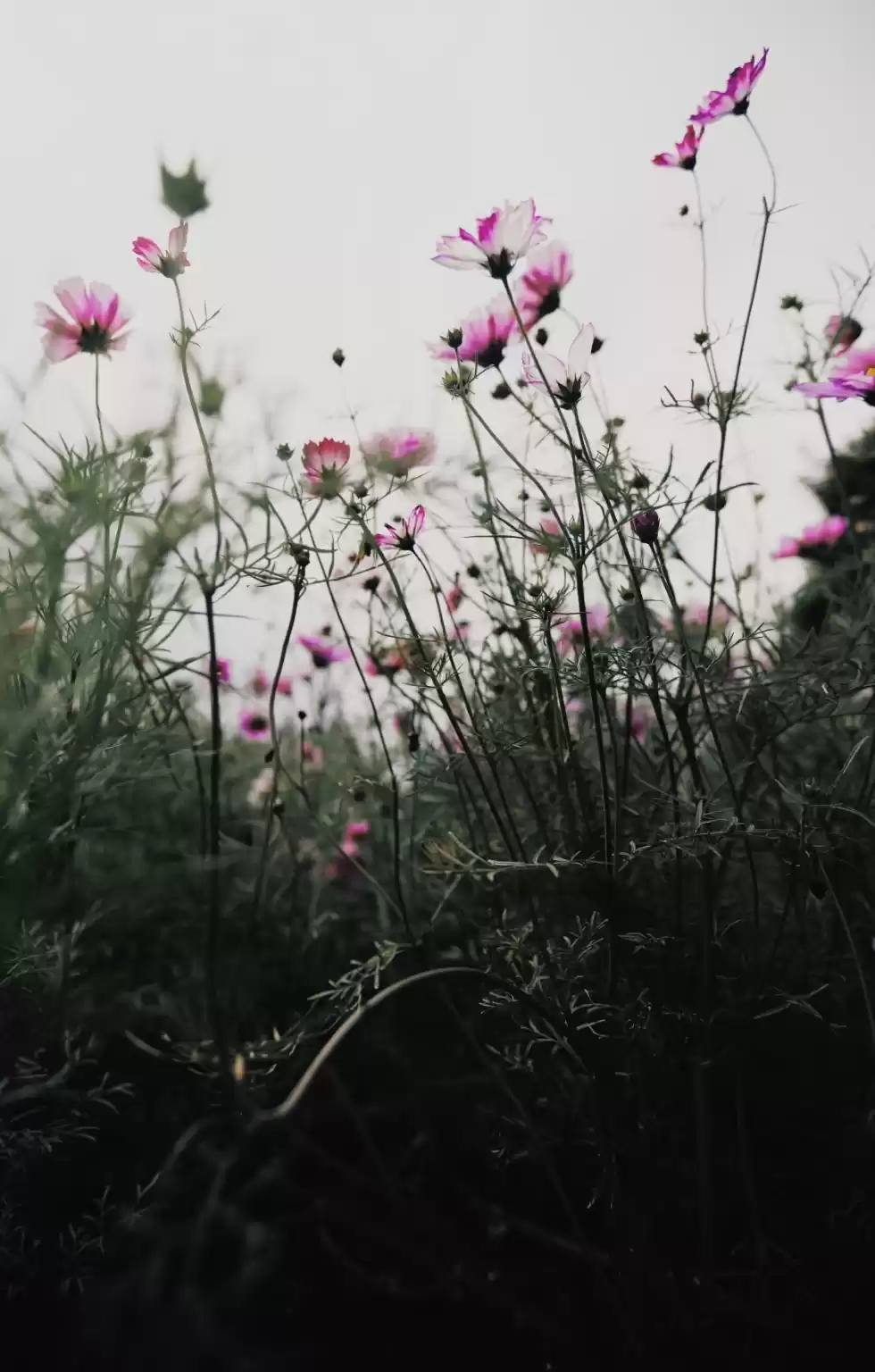 Photo of Vietnam- getting alm