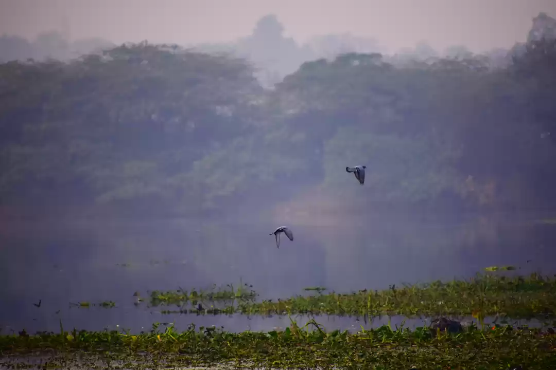 Photo of OKHLA BIRD SANCTUARY