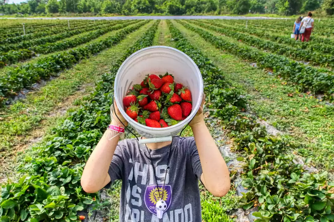Strawberry patch top near me