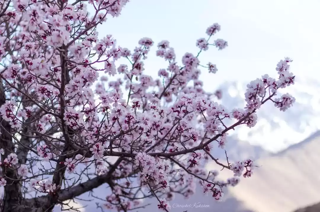 Photo of Ladakh is Hosting a 