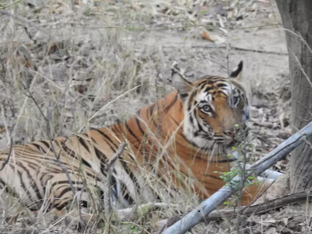 Photo of The heartbreaking tr