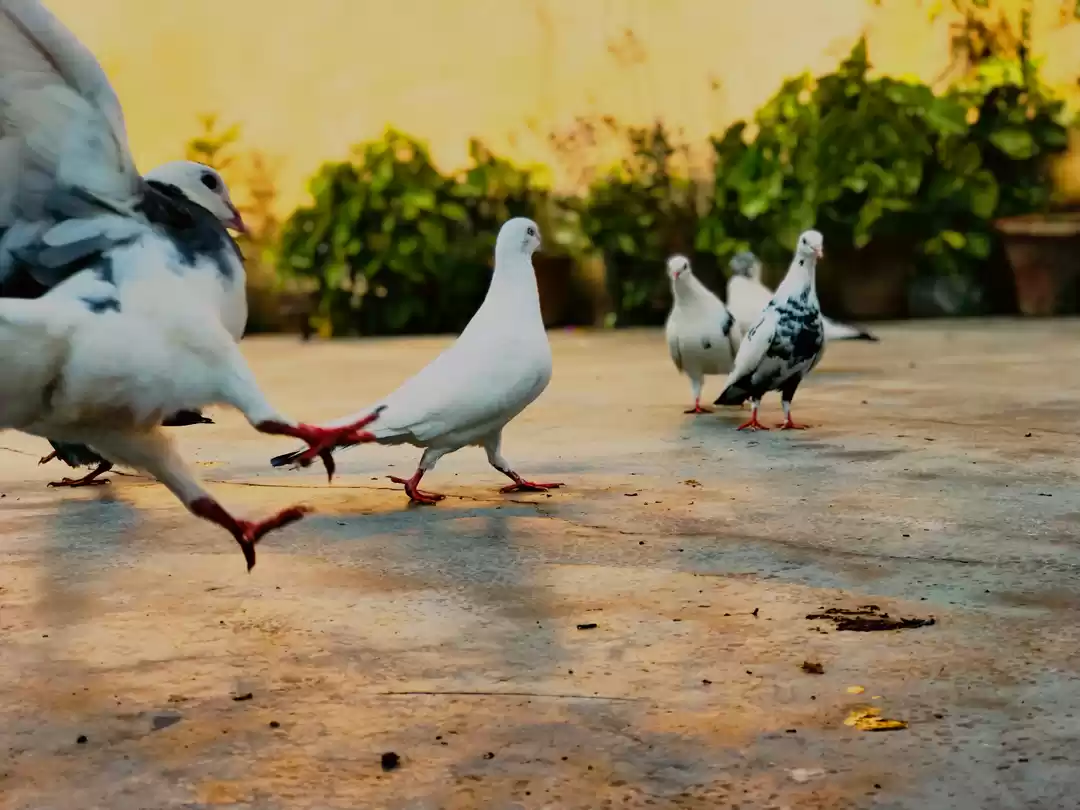 Photo of The bird is powered 