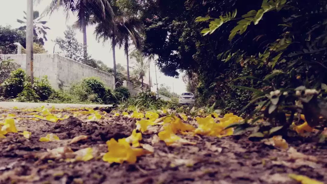 Photo of early morning walks
