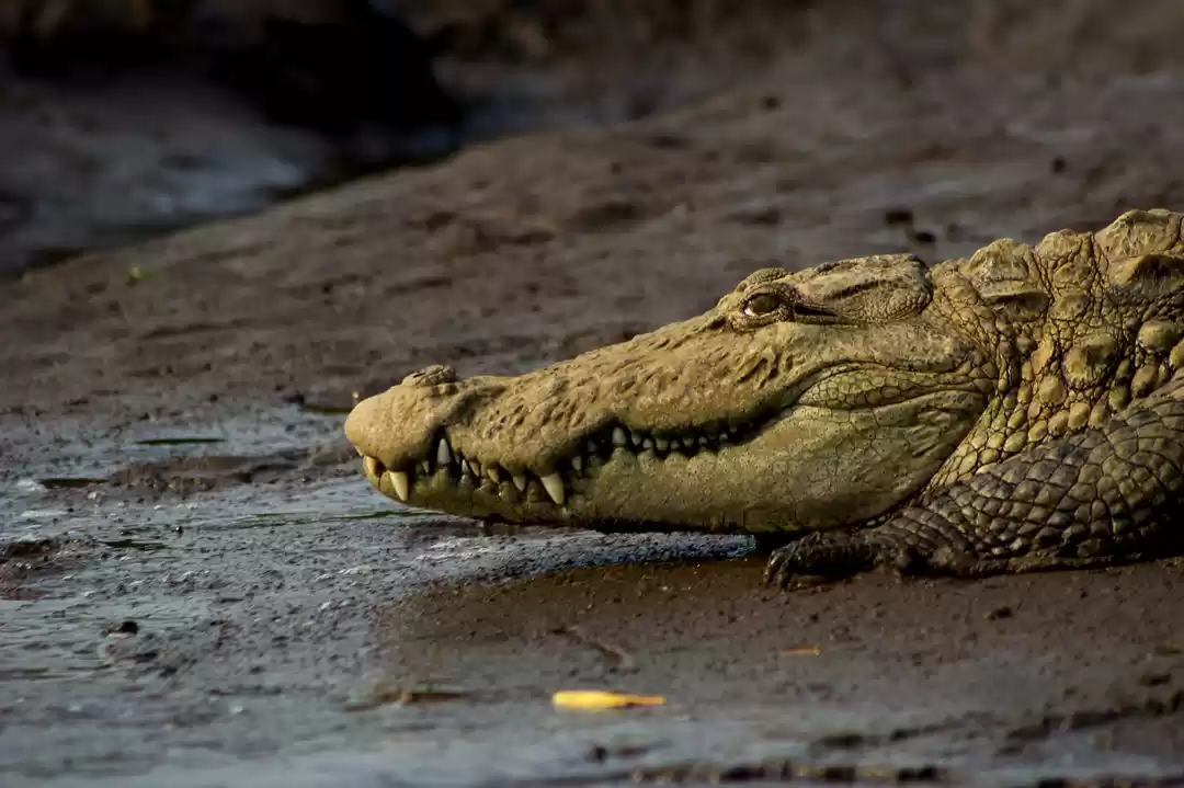 Photo of Crocodile Safari in 