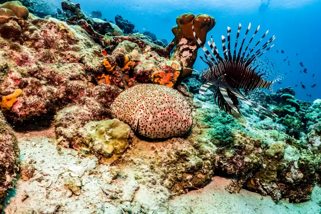 Photo of Scuba Diving at Koh 