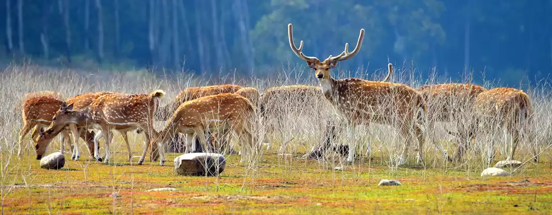 Photo of अब आप कॉर्बेट टागर र