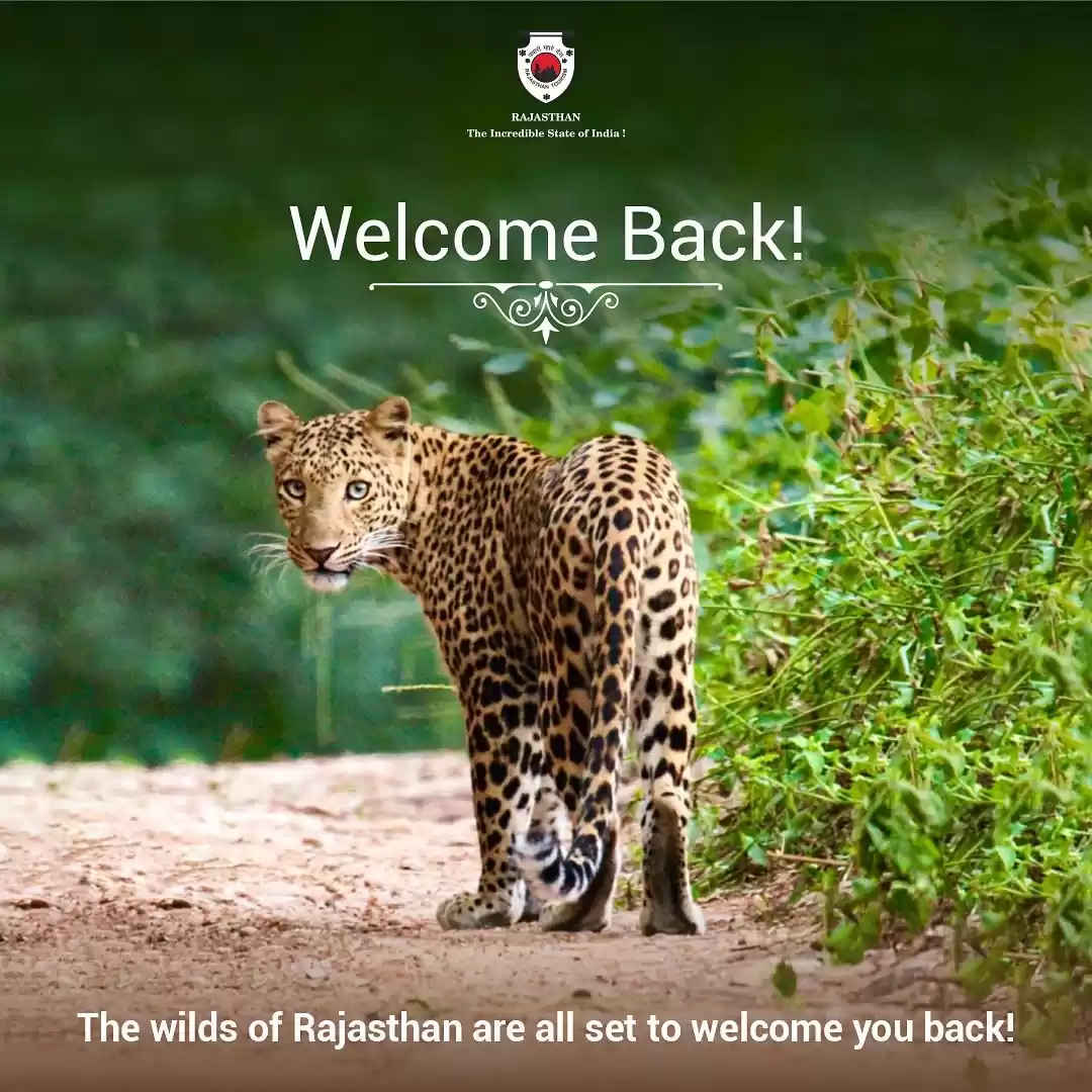 Photo of Rajasthan Tiger Rese
