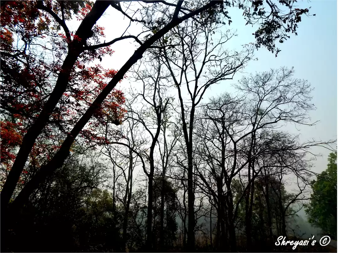 Photo of An unexplored nature