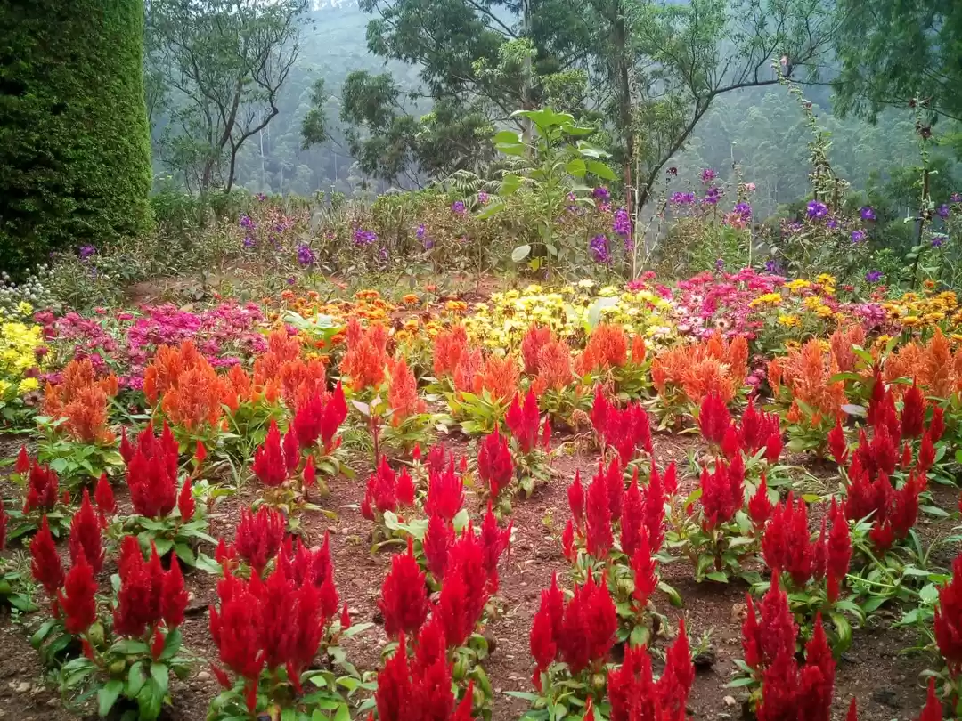 Photo of Munnar, Kerala ~ A T