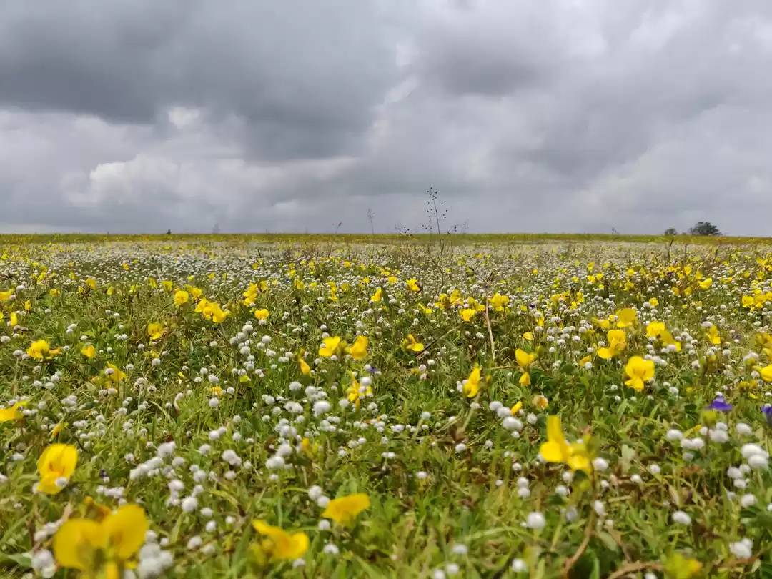 Photo of The Heart of Western
