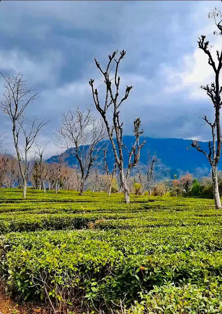 Photo of Palampur is a pretty